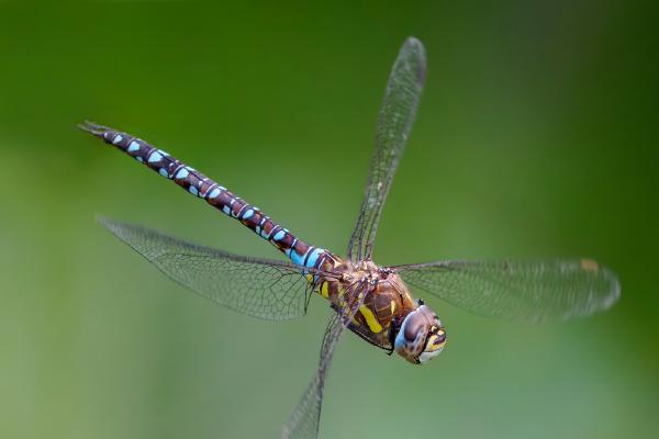 Migrant Hawker on the Hunt - Jan Cross