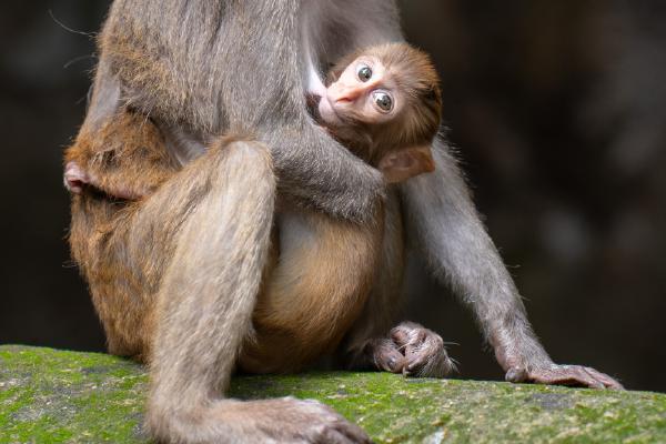 Mother's Love - Vishnu Kaparthi