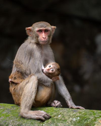 Mother's Love - Vishnu Kaparthi