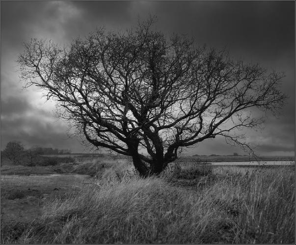 Sea wall  Tree - Peter Pangbourne