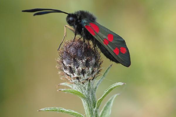 Six Spot Burnet moth - Robert Farrow