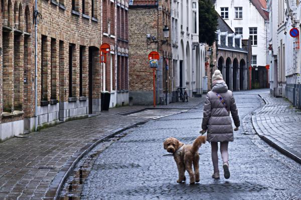 The Dog Knows - Steve Robinson