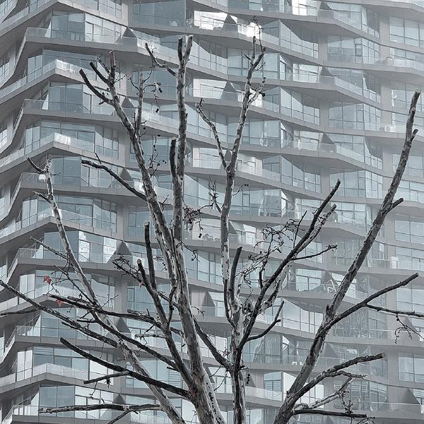 Aysu Bilgic - Urbanised Tree