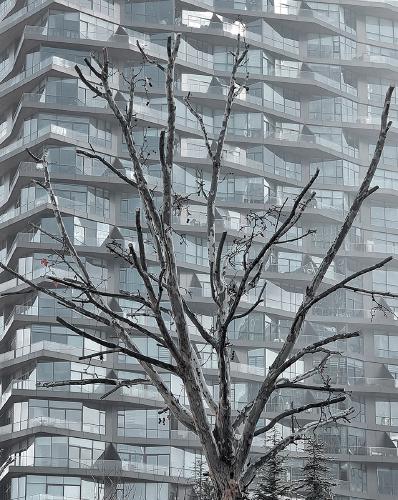 Urbanised Tree - Aysu Bilgic