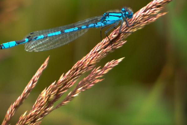 Azure Damselfly - Mary Battye