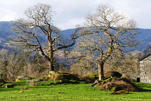 Barn and Trees, Ambleside - Steve Robinson