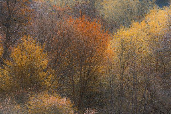 Beautiful Autumn Colours - Shaun Hykel