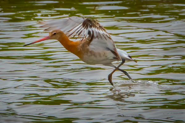 Black Tailed Godwit Taking Flight - Mary Battye