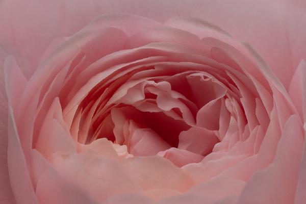 Blush Rose - Nesta James