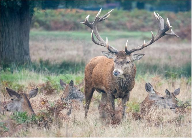 Bushy Park Encounter - Alison Pangbourne