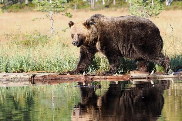 European brown bear at the pond - Lynn Rix