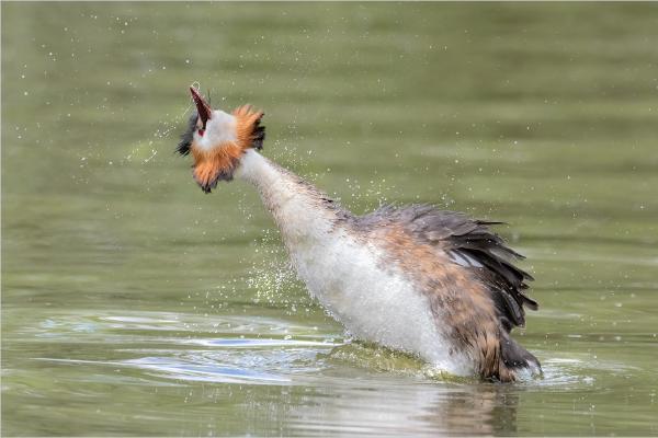 GREAT CRESTED GREBE RESURFACING - Chrissie Hart
