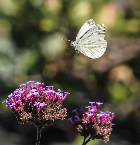 Green Veined White in Fight - Robert Farrow