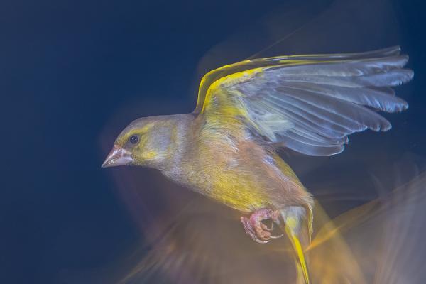 Greenfinch takeoff - Andrew Bailey