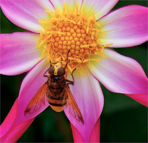 Hornet Plumehorn Hoverfly Feeding on a Dahlia - Jan Cross