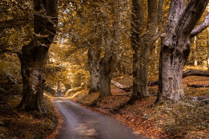 Lion's mouth - Vishnu Kaparthi