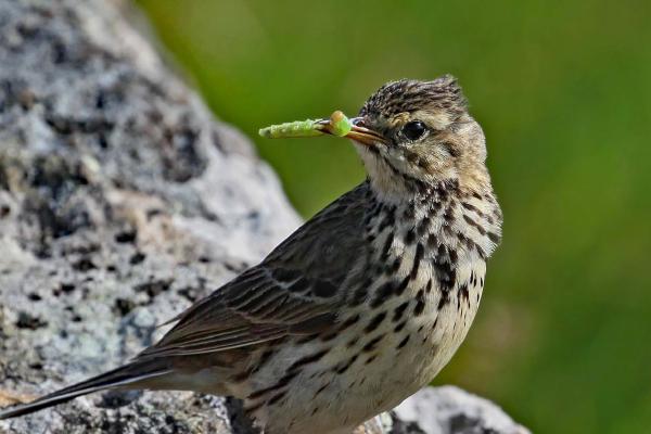 Meadow Pipit with Grub - Clare Carter