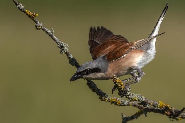 Red Backed Shrike - Marny Macdonald