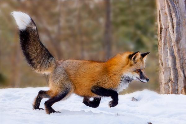 Red Fox pouncing - Derek Howes