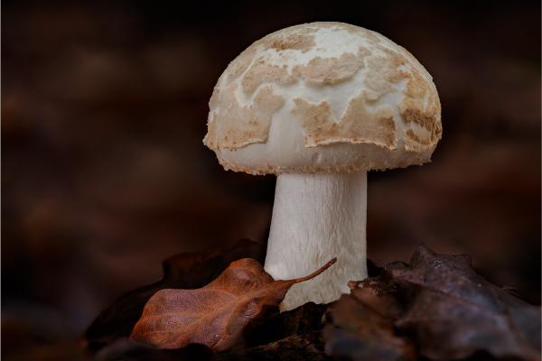 SHAGGY PARASOL AND AUTUMN LEAF - Chrissie Hart