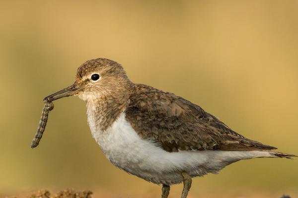 Sanderling with grub - Derek Howes