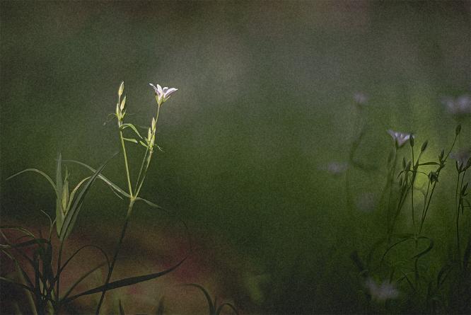 Woodland Gifts - Shaun Hykel