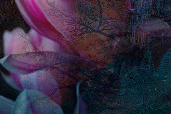 Emerging Petals of Spring - Chrissie Alexander
