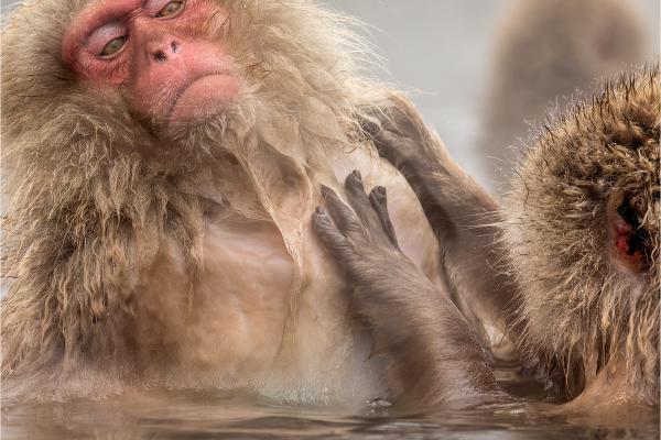 Enjoying the grooming - Derek Howes