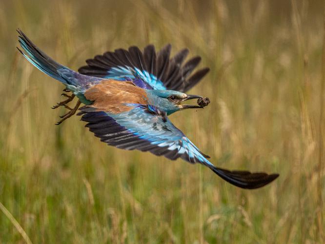 European Roller on the way to the nest - Marny Macdonald