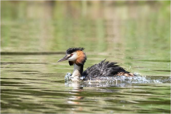 Great Crested Grebe Powering Along - Chrissie Hart