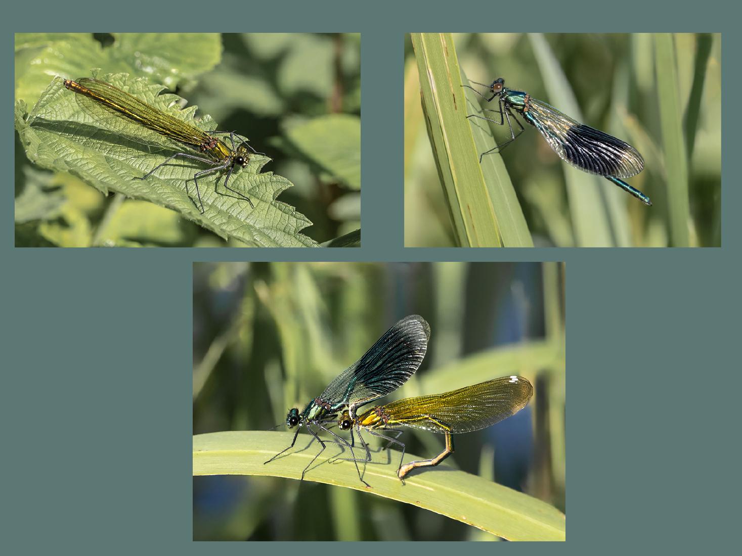 Banded Demoiselles - Robert Farrow