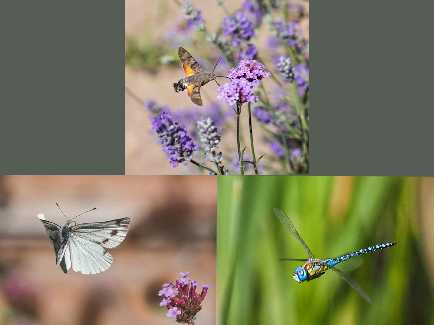Insects in Flight - Robert Farrow