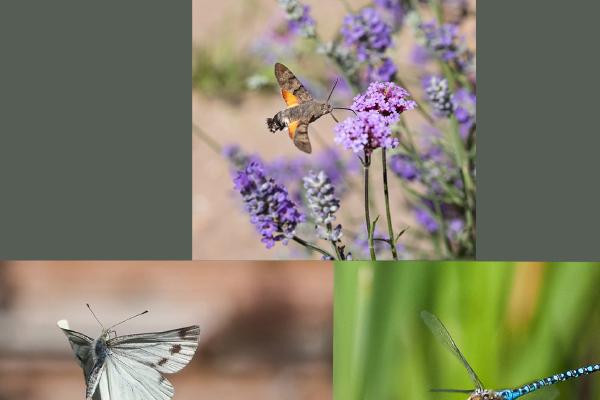 Insects in Flight - Robert Farrow