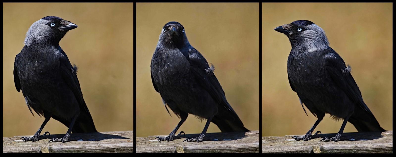 Me, Myself and I - Clare Carter