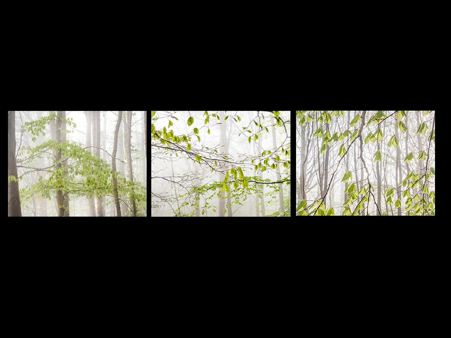 Misty Spring Beeches - Kate Jackson