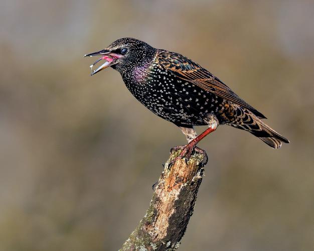 Angry Starling - Chris Aldred