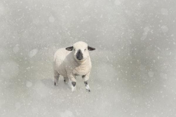 Baaaaaaaa - Chris Pugh