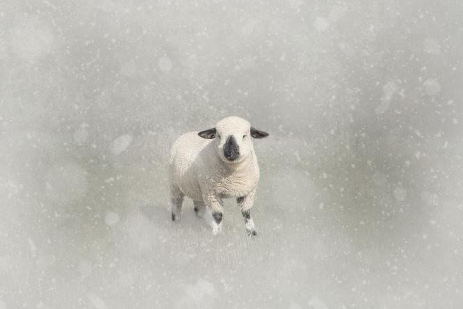 Baaaaaaaa - Chris Pugh