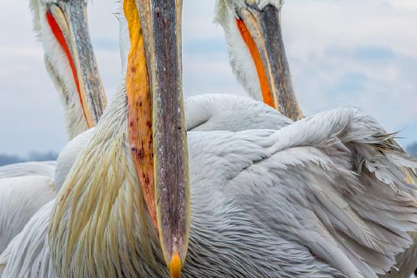 Bovver Boys- Dalmation Pelicans - Derek Howes