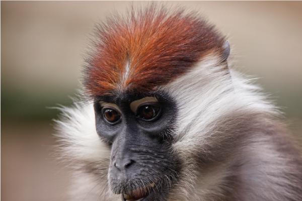 Cherry Crowned Mangabey Monkey Portrait - Terry Stone