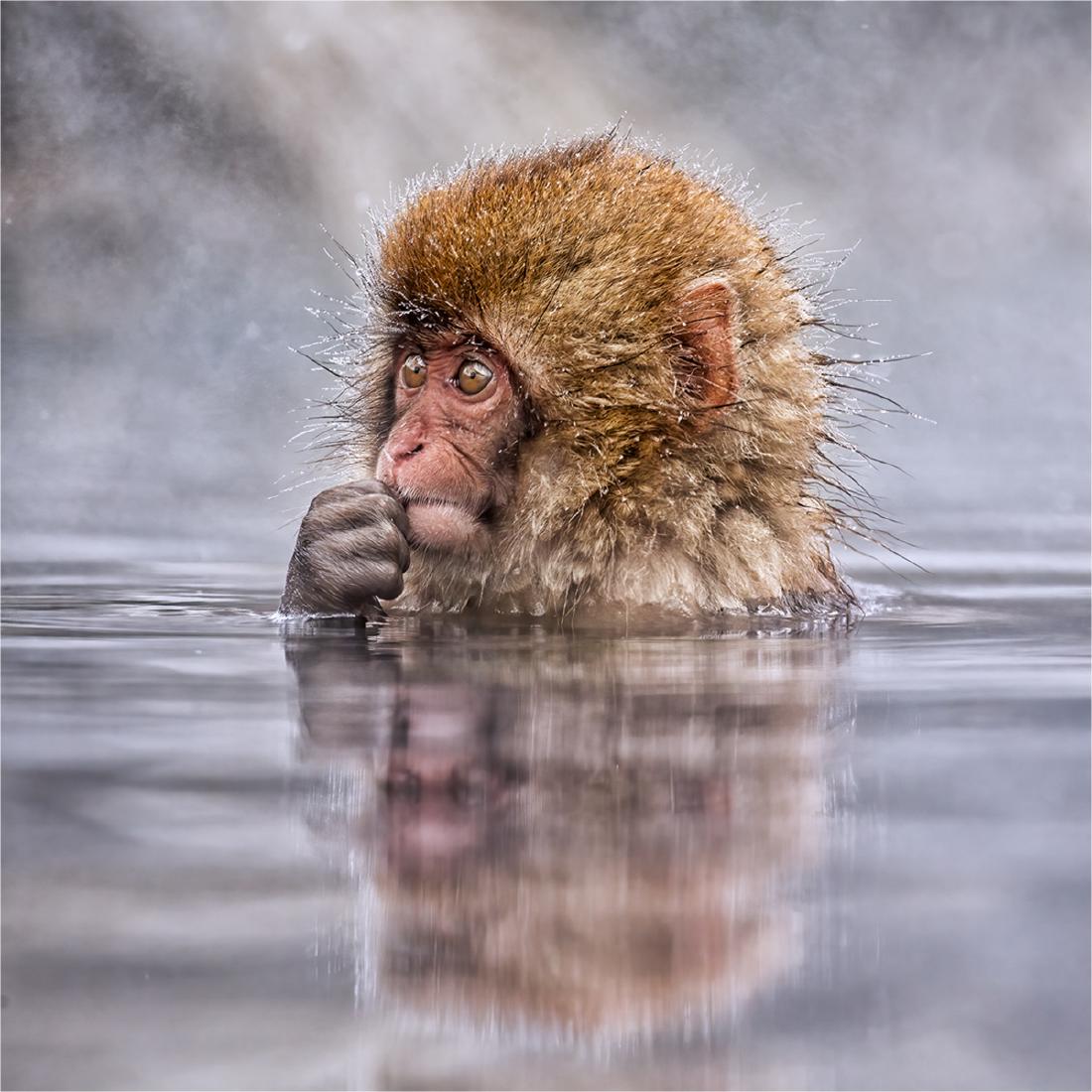 Contemplation - Derek Howes