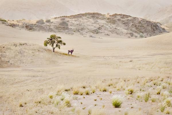 Desert Landscape with Oryx - Kate Jackson