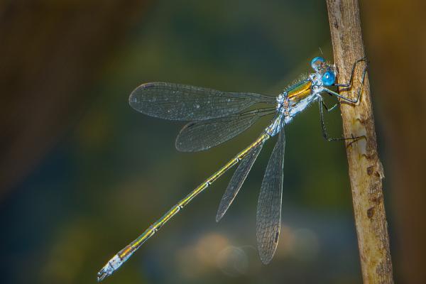 Emerald Damselfly - Mary Battye