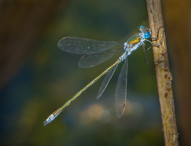 Emerald Damselfly - Mary Battye