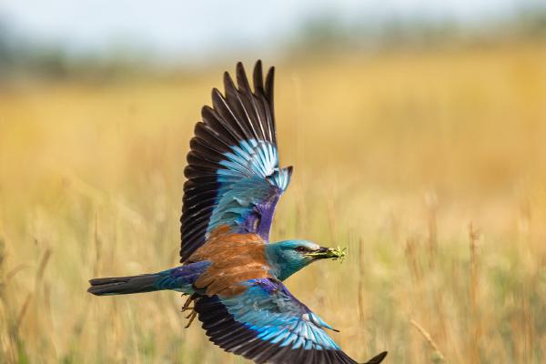 European roller - Marny Macdonald