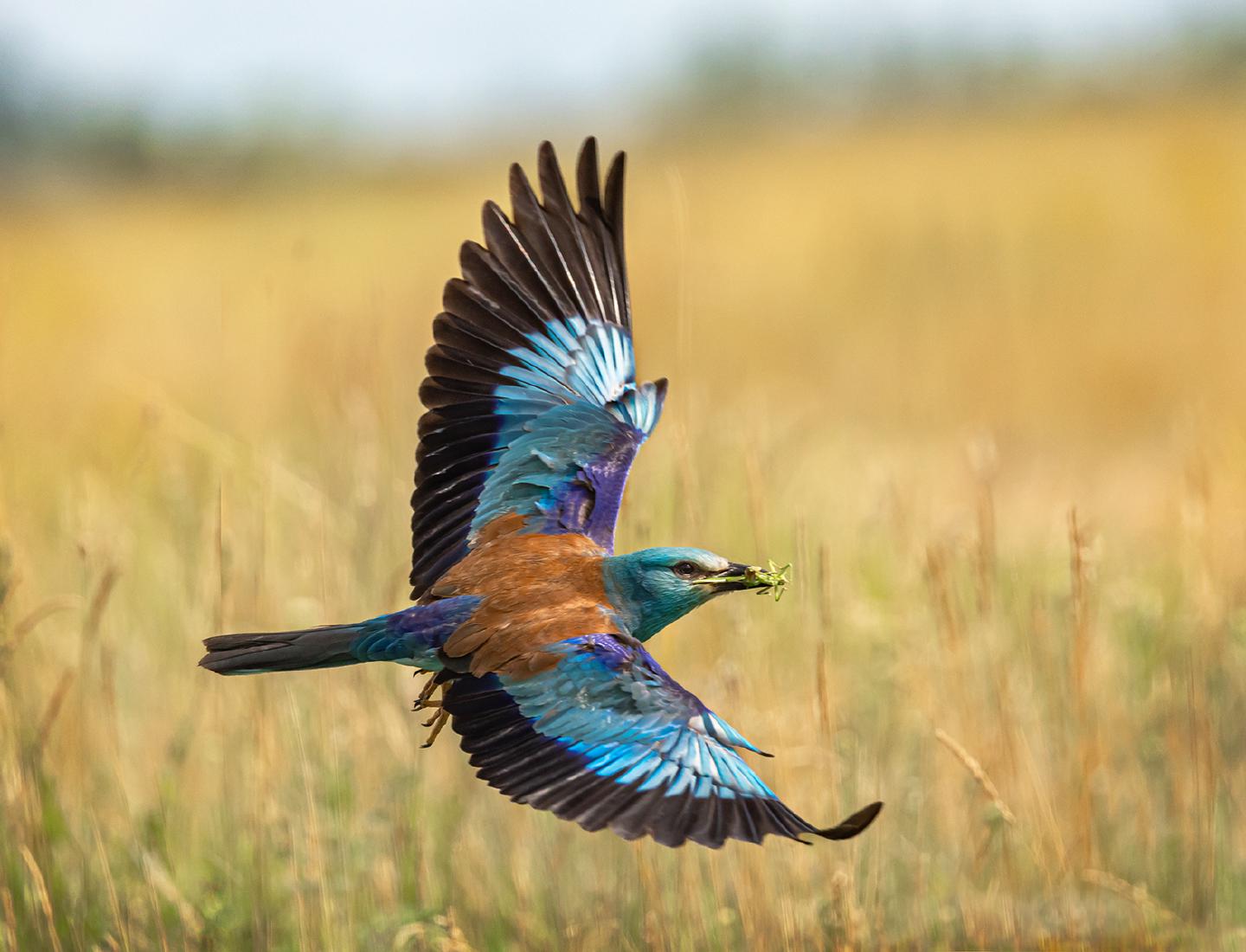 European roller - Marny Macdonald
