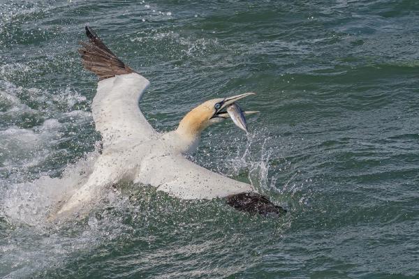 Gannet with Fish - Cheryl Wilkes