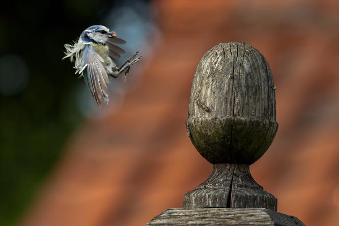 Inbound - Peter Freeman