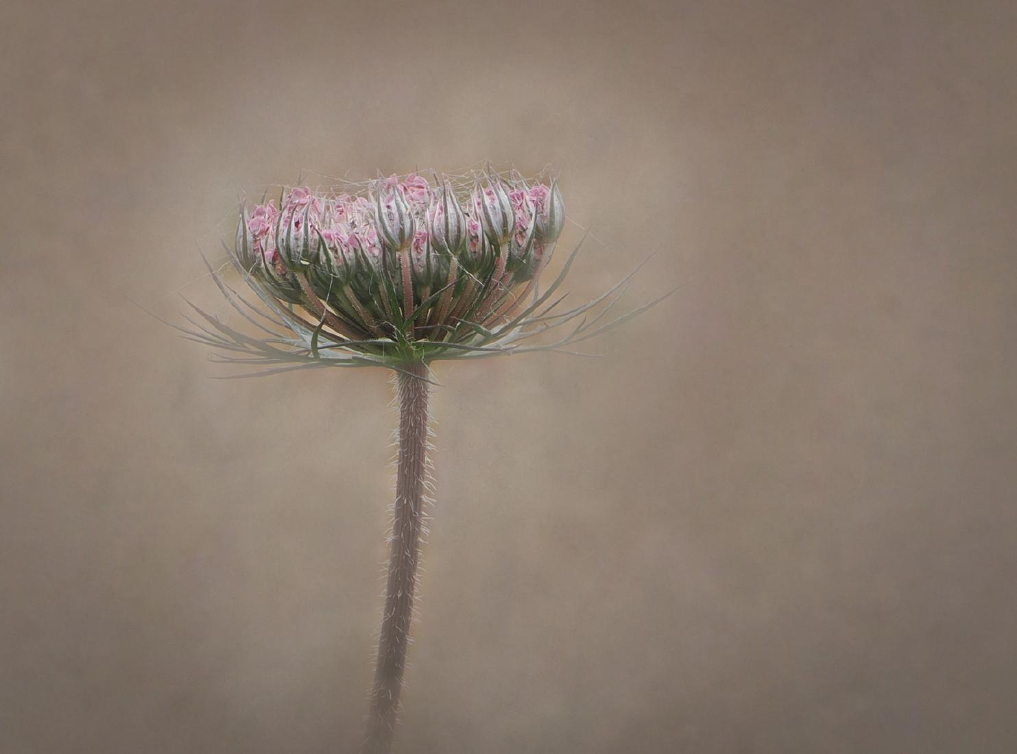 Queen Anne's Lace In Bud - Mary Battye