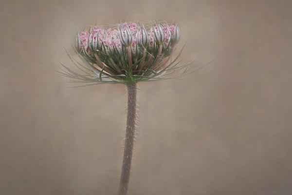 Queen Anne's Lace In Bud - Mary Battye